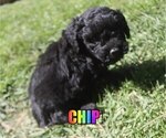 Small Photo #4 Poodle (Miniature) Puppy For Sale in jasper, AR, USA