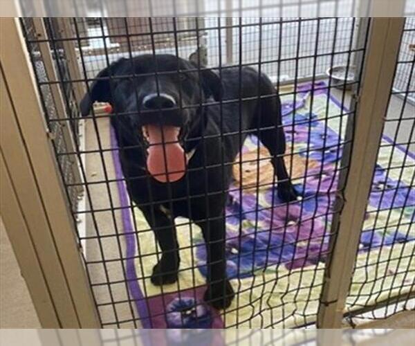 Medium Photo #1 Labrador Retriever-Unknown Mix Puppy For Sale in Rancho Cucamonga, CA, USA