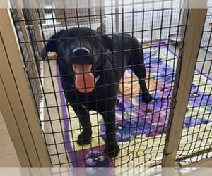 Labrador Retriever-Unknown Mix Dogs for adoption in Rancho Cucamonga, CA, USA