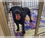 Small Labrador Retriever Mix
