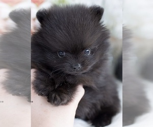 Pomeranian Puppy for Sale in FORT LAUDERDALE, Florida USA
