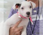 Small #5 Mutt