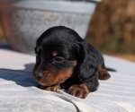 Small #16 Dachshund