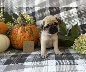 Medium Puggle