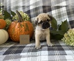 Puppy Teddy Puggle