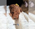 Small Photo #66 Goldendoodle (Miniature) Puppy For Sale in GASTONIA, NC, USA