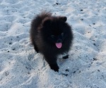 Small Photo #2 Pomeranian Puppy For Sale in SUNNY ISL BCH, FL, USA