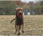 Small #3 Chocolate Labrador retriever Mix