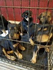 Shepweiller Puppy for sale in PRINCETON, TX, USA