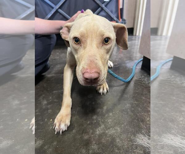 Medium Photo #1 Mutt Puppy For Sale in Rockwall, TX, USA