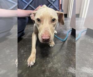 Mutt Dogs for adoption in Rockwall, TX, USA