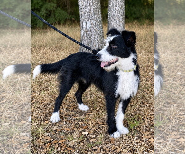 Medium Photo #2 Border Collie-Unknown Mix Puppy For Sale in Lake Elsinore, CA, USA
