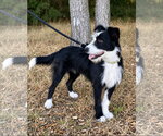 Small #1 Border Collie Mix