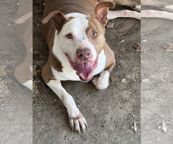 Medium Photo #2 Mutt Puppy For Sale in Jackson, MS, USA