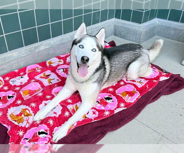 Medium Photo #2 Siberian Husky Puppy For Sale in Rancho Cucamonga, CA, USA