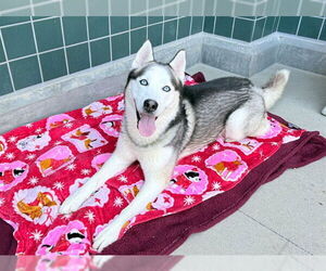 KYLO - Male Siberian Husky Dog for Adoption - Photo #2