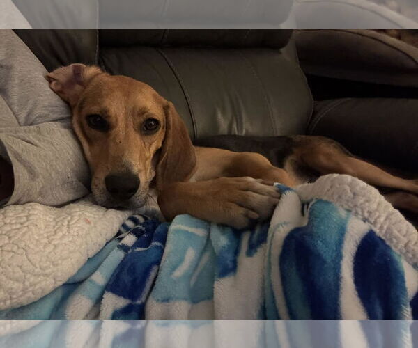 Medium Photo #2 American Foxhound-Beagle Mix Puppy For Sale in Sanderson, FL, USA