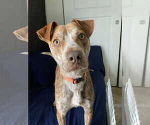 Pointer-Unknown Mix Dogs for adoption in San Diego, CA, USA