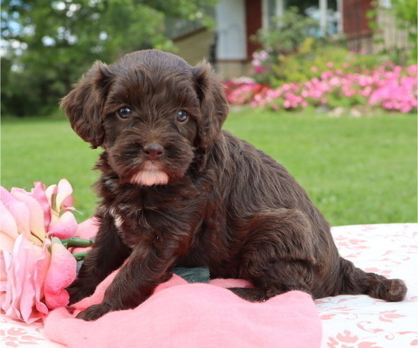 Medium Photo #2 Cavapoo Puppy For Sale in THORP, WI, USA