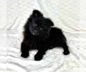 Pomeranian Puppy for sale in FRANKLIN, IN, USA