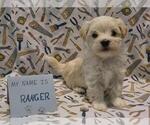 Puppy Ranger Maltipoo (Miniature)