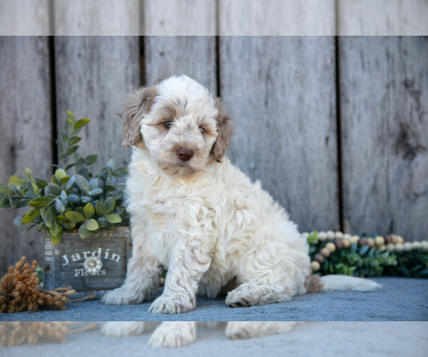 Medium Photo #1 Poodle (Miniature)-Portuguese Water Dog Mix Puppy For Sale in FREDERICKSBURG, OH, USA