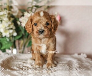 Cavapoo Puppy for sale in DENVER, PA, USA