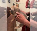 Small Photo #10 Bullmastiff-Cane Corso Mix Puppy For Sale in CHICAGO, IL, USA