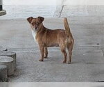 Small #5 Chihuahua Mix