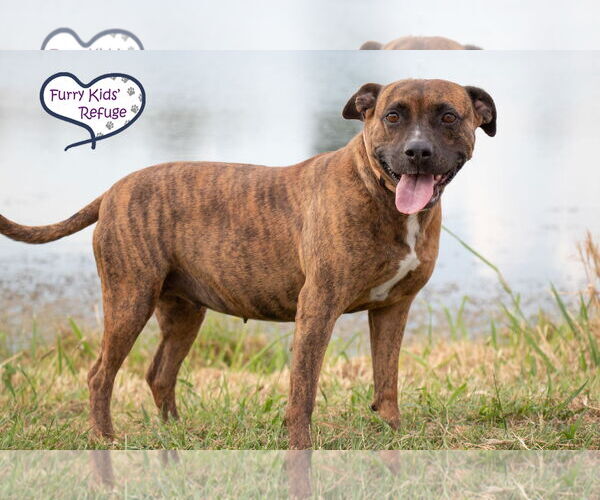 Medium Photo #3 American Staffordshire Terrier-Unknown Mix Puppy For Sale in Lee's Summit, MO, USA