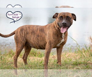 Darla - Female American Staffordshire Terrier-Unknown Mix Dog for Adoption - Photo #3