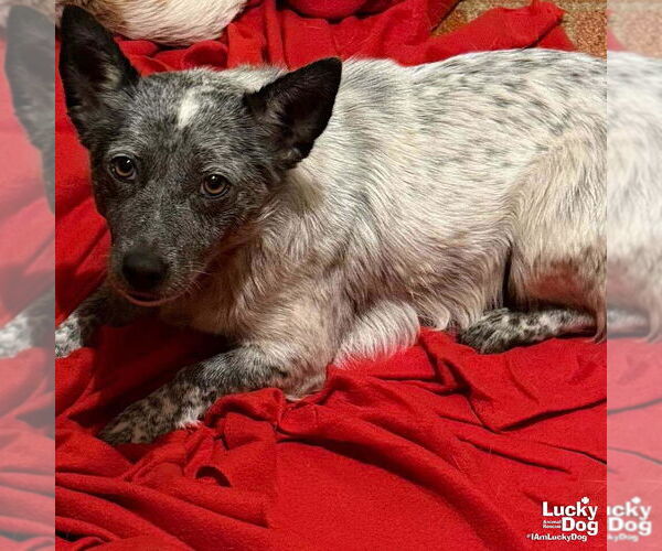 Medium Photo #2 Mutt Puppy For Sale in Washington, DC, USA