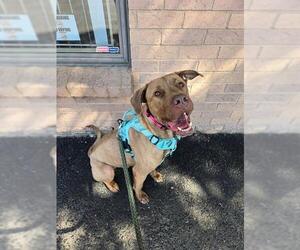 DAVEY - Male Mastiff-Unknown Mix Dog for Adoption - Photo #2