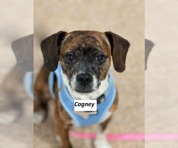 Medium Photo #3 Beagle-Unknown Mix Puppy For Sale in Rootstown, OH, USA