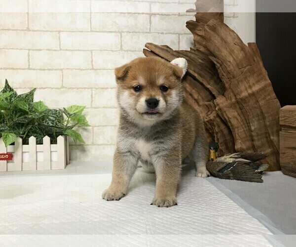 Puppyfindercom View Ad Photo 3 Of Listing Shiba Inu