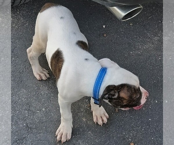 Medium Photo #31 American Bulldog Puppy For Sale in INDEPENDENCE, MO, USA