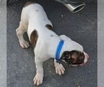 Small Photo #31 American Bulldog Puppy For Sale in INDEPENDENCE, MO, USA
