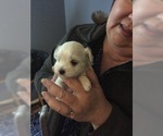 Small Photo #44 Maltese Puppy For Sale in BRKN ARW, OK, USA