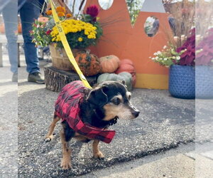Isadora - Female Chihuahua-Unknown Mix Dog for Adoption - Photo #3