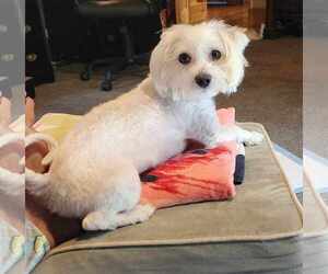 Maltese Dogs for adoption in Tuscaloosa, AL, USA