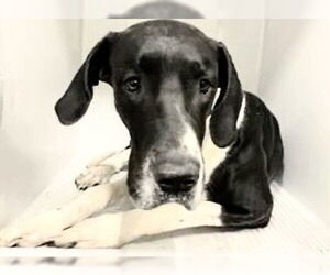 Great Dane Dogs for adoption in Houston, TX, USA