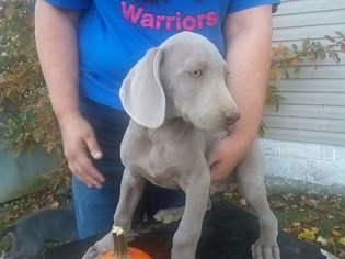 Weimaraner Puppy for sale in FREDONIA, KY, USA