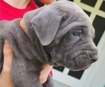 Small Photo #15 Cane Corso Puppy For Sale in WEST MONROE, LA, USA