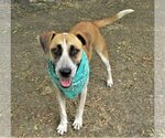 Small #1 Catahoula Leopard Dog Mix