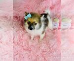 Puppy Puppy 9 Pomeranian