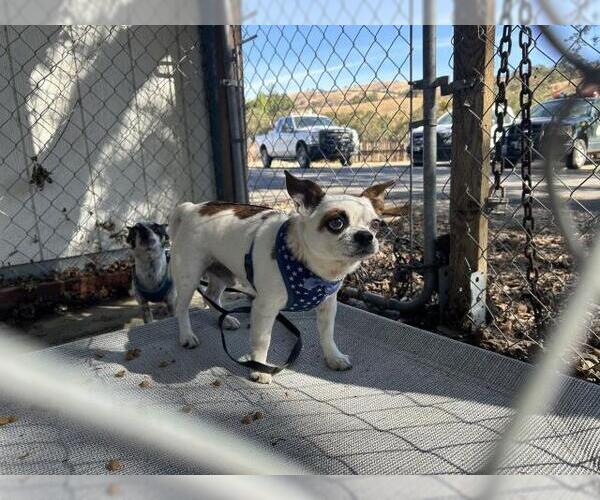 Medium Photo #1 Chihuahua Puppy For Sale in San Martin, CA, USA