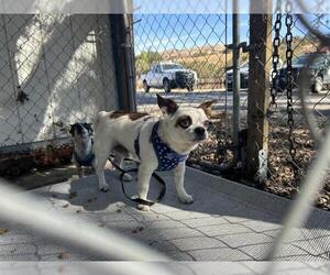Chihuahua Dogs for adoption in San Martin, CA, USA