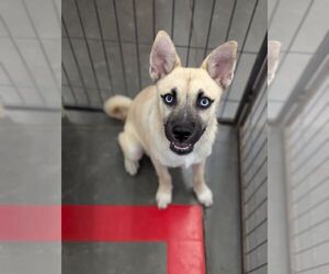 Huskies -Pug Mix Dogs for adoption in El Centro, CA, USA