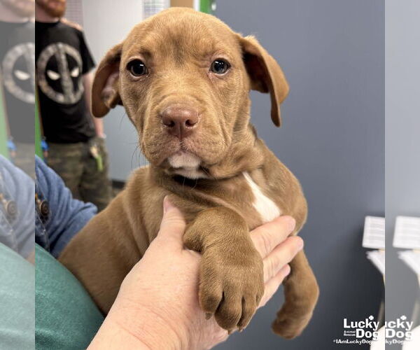 Medium Photo #4 Labrador Retriever-Unknown Mix Puppy For Sale in Washington, DC, USA