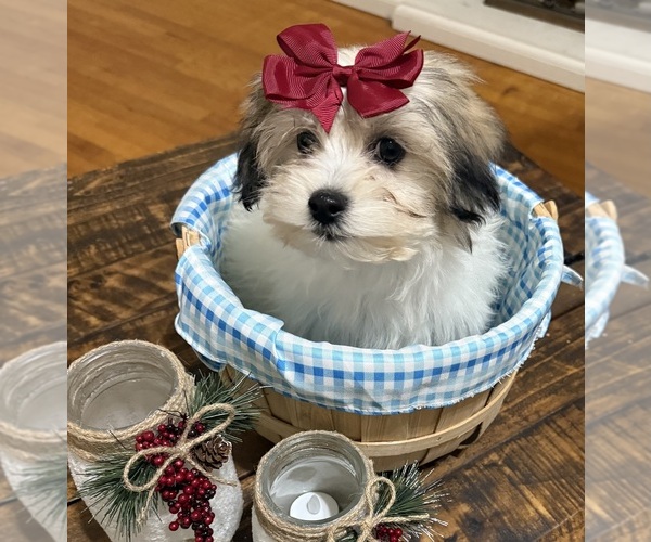 Medium Photo #5 Shih-Poo Puppy For Sale in DINWIDDIE, VA, USA
